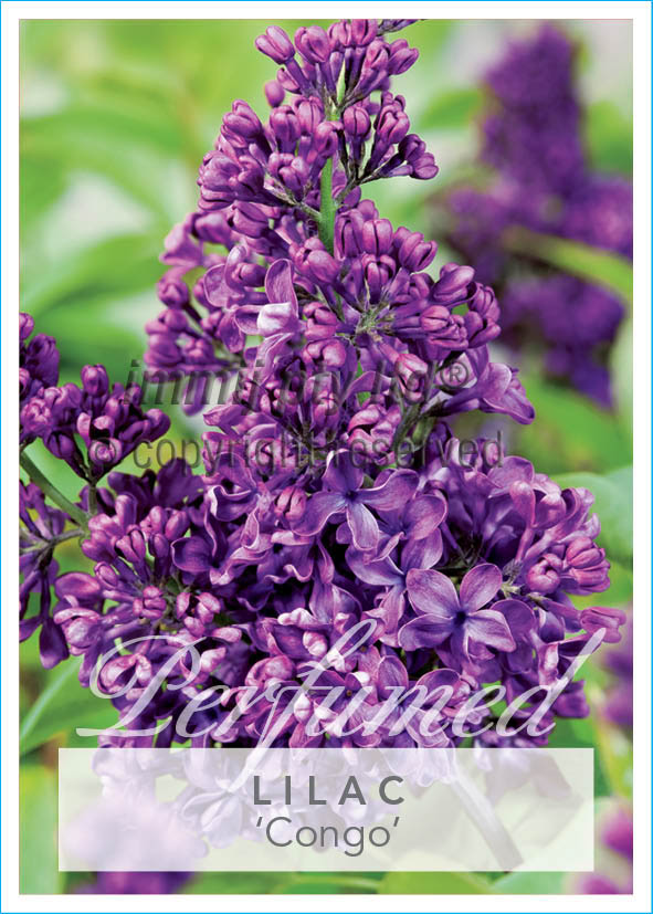 Congo French Lilac