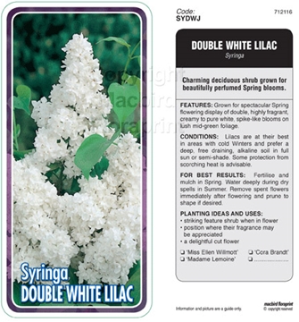 Picture of SYRINGA DOUBLE WHITE LILAC Jumbo Tag                                                                                                                  