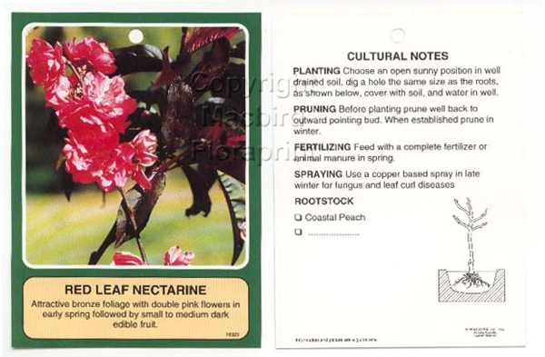 Picture of FRUIT NECTARINE RED LEAF Jumbo Tag                                                                                                                    