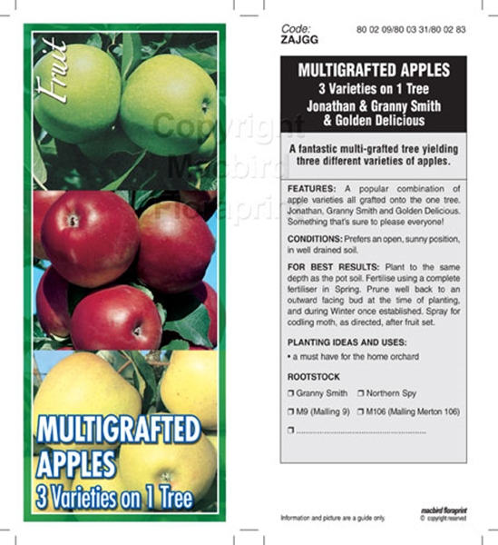 Picture of FRUIT APPLE MULTIGRAFT 3 ON 1 Jumbo Tag                                                                                                               