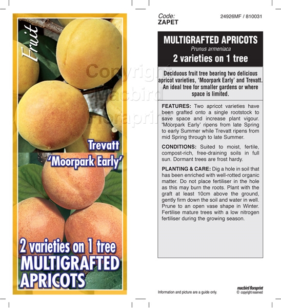 Picture of FRUIT APRICOT MULTIGRAFT 2 ON 1 Jumbo Tag                                                                                                             