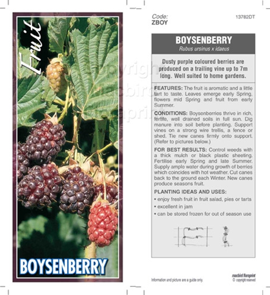 Picture of FRUIT BOYSENBERRY Jumbo Tag                                                                                                                           