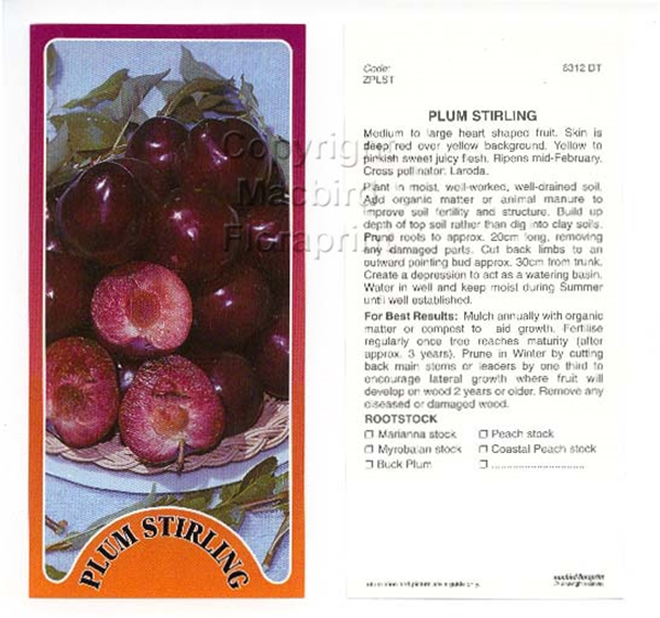 Picture of FRUIT PLUM STIRLING (HERITAGE) Jumbo Tag                                                                                                              