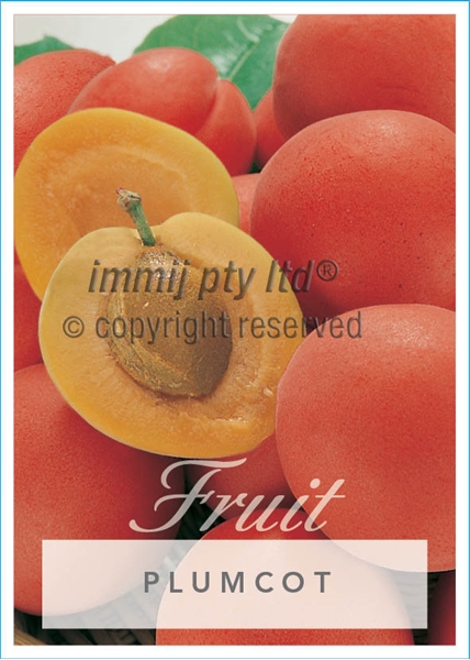 Picture of FRUIT PLUMCOT Jumbo Tag                                                                                                                               