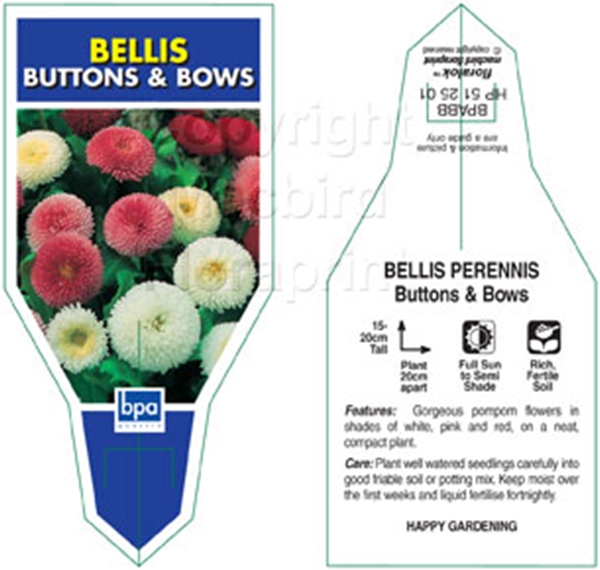 Picture of ANNUAL BELLIS PERENNIS BUTTONS AND BOWS                                                                                                               