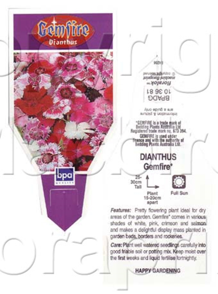 Picture of ANNUAL DIANTHUS GEMFIRE (Dianthus chinensis)                                                                                                          