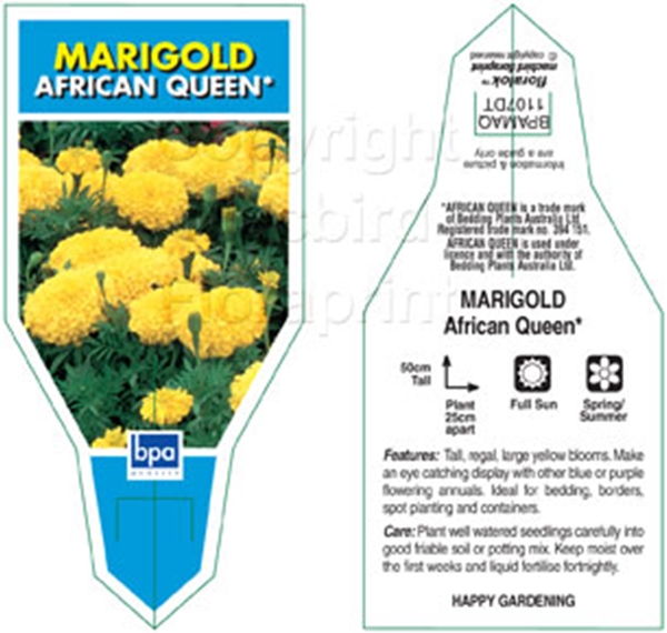 Picture of ANNUAL MARIGOLD AFRICAN QUEEN (Tagetes erecta)                                                                                                        