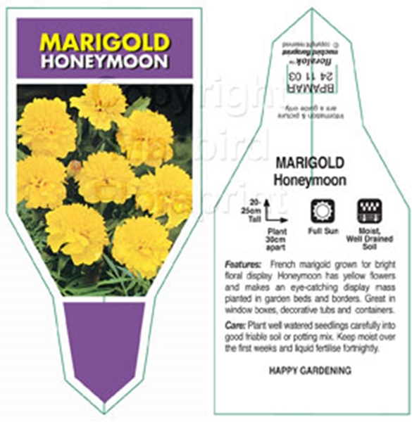 Picture of ANNUAL MARIGOLD HONEYMOON (Tagetes patula)                                                                                                            