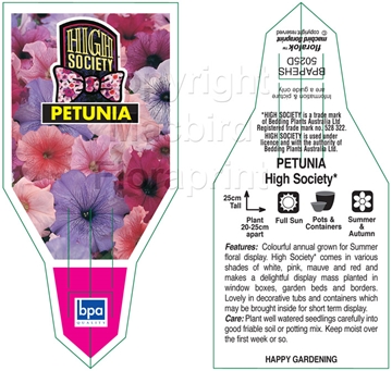 Picture of ANNUAL PETUNIA HIGH SOCIETY (Petunia x hybrida)                                                                                                       