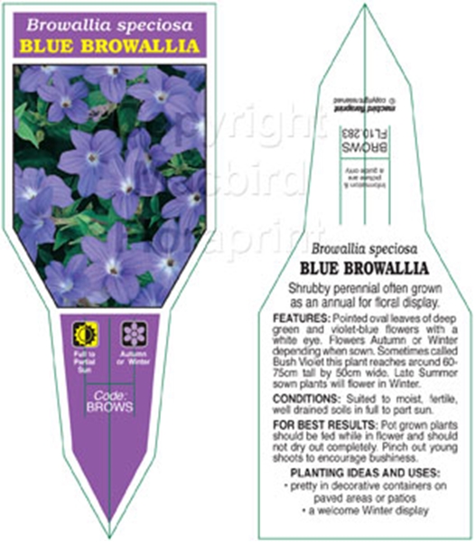 Picture of HOUSEPLANT BROWALLIA SPECIOSA BLUE BROWALLIA                                                                                                          