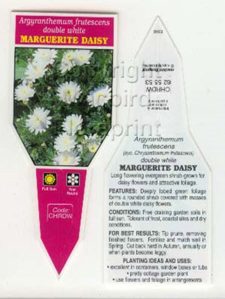 Picture of ARGYRANTHEMUM FRUTESCENS DOUBLE WHITE                                                                                                                 