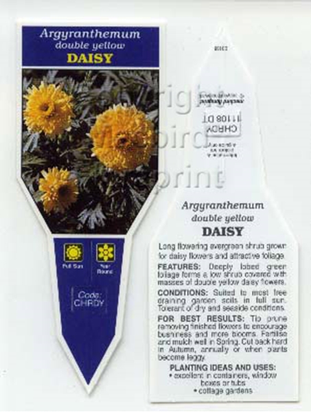 Picture of ARGYRANTHEMUM DOUBLE YELLOW DAISY                                                                                                                     