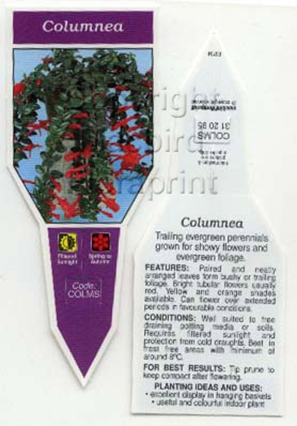 Picture of HOUSEPLANT COLUMNEA                                                                                                                                   