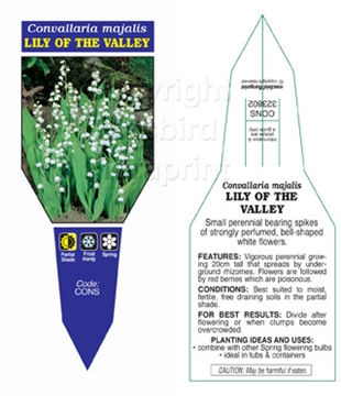Picture of CONVALLARIA MAJALIS LILY OF THE VALLEY                                                                                                                