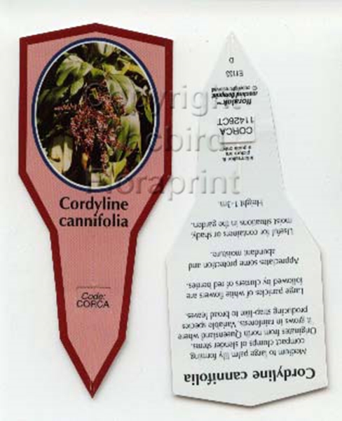 Picture of CORDYLINE CANNIFOLIA                                                                                                                                  