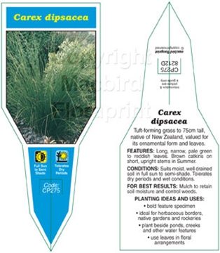 Picture of CAREX DIPSACEA                                                                                                                                        