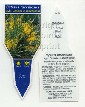 Picture of CYTISUS RACEMOSUS                                                                                                                                     