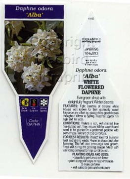 Picture of DAPHNE ODORA ALBA WHITE FLOWERED DAPHNE                                                                                                               