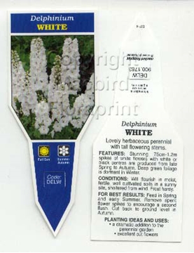 Picture of ANNUAL DELPHINIUM WHITE (Delphinium elatum)                                                                                                           