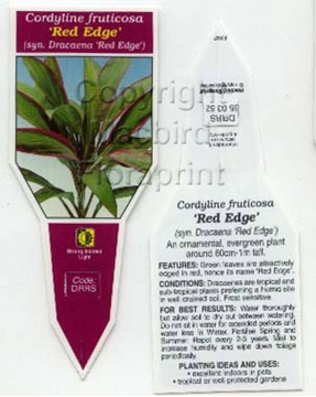 Picture of HOUSEPLANT CORDYLINE FRUTICOSA RED EDGE                                                                                                               