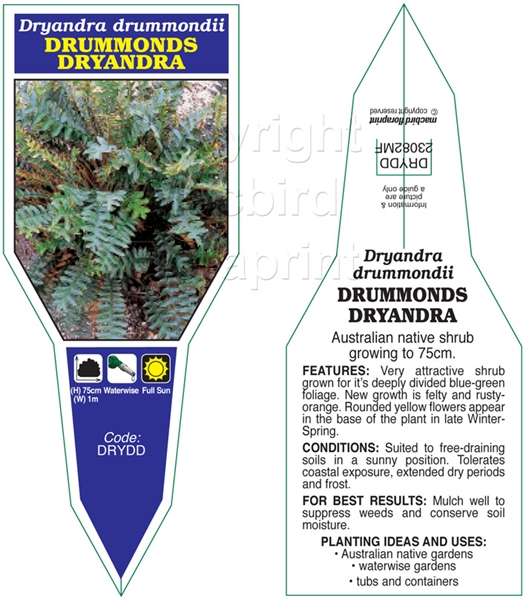 Picture of DRYANDRA DRUMMONDII DRUMMONDS                                                                                                                         