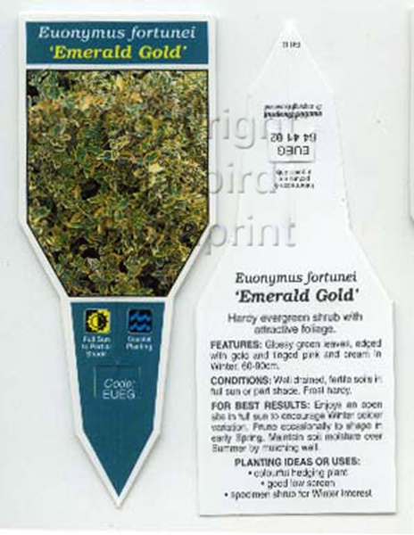 Picture of EUONYMUS FORTUNEI EMERALD GOLD                                                                                                                        