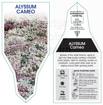 Picture of ALYSSUM CAMEO (Lobularia maritima)                                                                                                                    