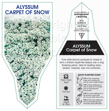 Picture of ANNUAL ALYSSUM CARPET OF SNOW (Lobularia maritima)                                                                                                    