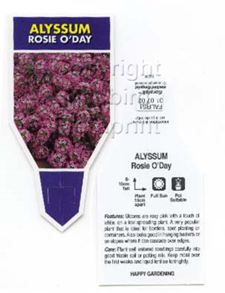 Picture of ANNUAL ALYSSUM ROSIE O&#39;DAY (Lobularia maritima)                                                                                                   