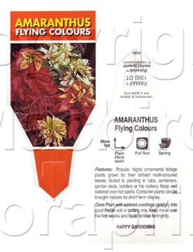 Picture of AMARANTHUS FLYING COLOURS (Amaranthus tricolor)                                                                                                       