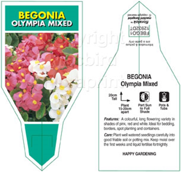 Picture of BEGONIA OLYMPIA MIXED                                                                                                                                 