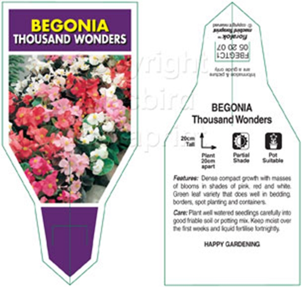 Picture of BEGONIA THOUSAND WONDERS MIXED                                                                                                                        
