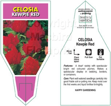 Picture of ANNUAL CELOSIA KEWPIE RED (Celosia plumosa)                                                                                                           