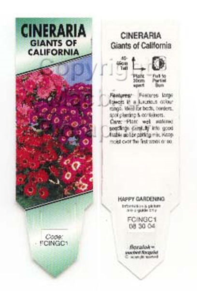Picture of ANNUAL CINERARIA GIANTS OF CALIFORNIA                                                                                                                 