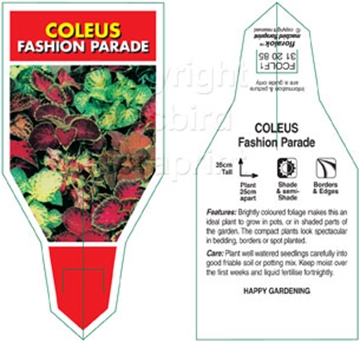 Picture of HOUSEPLANT COLEUS FASHION PARADE                                                                                                                      