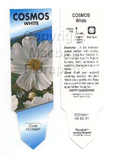 Picture of ANNUAL COSMOS WHITE                                                                                                                                   