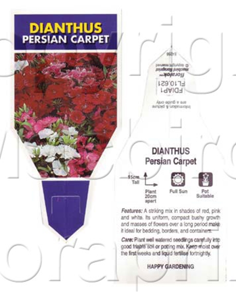 Picture of ANNUAL DIANTHUS PERSIAN CARPET (Dianthus chinensis)                                                                                                   