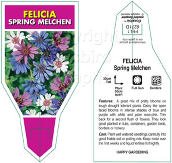 Picture of FELICIA SPRING MELCHEN                                                                                                                                