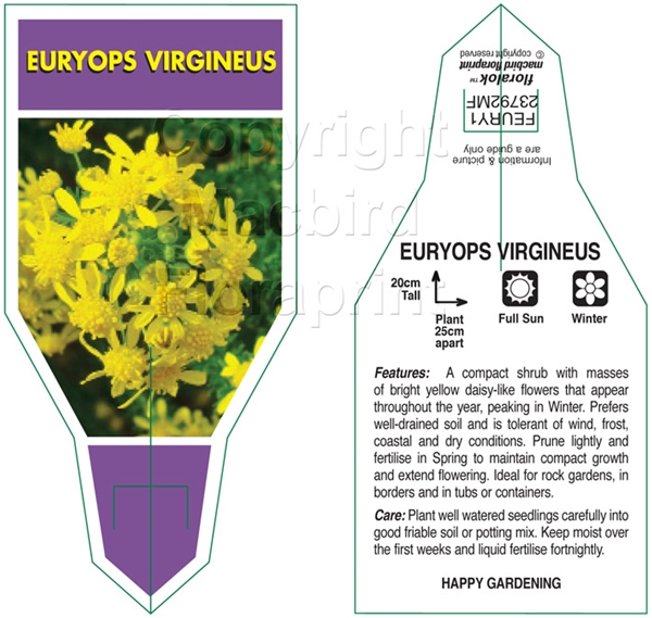 Picture of EURYOPS VIRGINEUS                                                                                                                                     