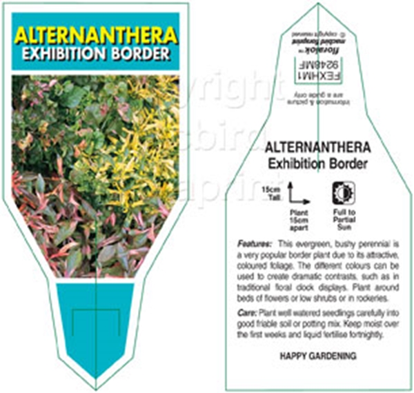 Picture of ALTERNANTHERA EXHIBITION BORDER MIXED                                                                                                                 