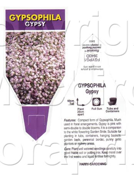 Picture of GYPSOPHILA GYPSY                                                                                                                                      