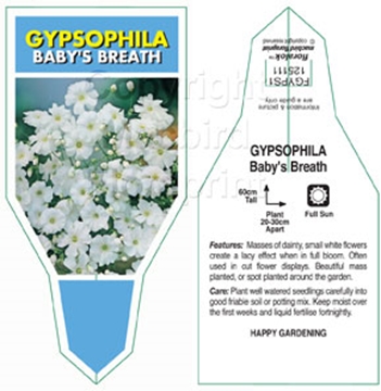 Picture of GYPSOPHILA BABYS BREATH                                                                                                                               