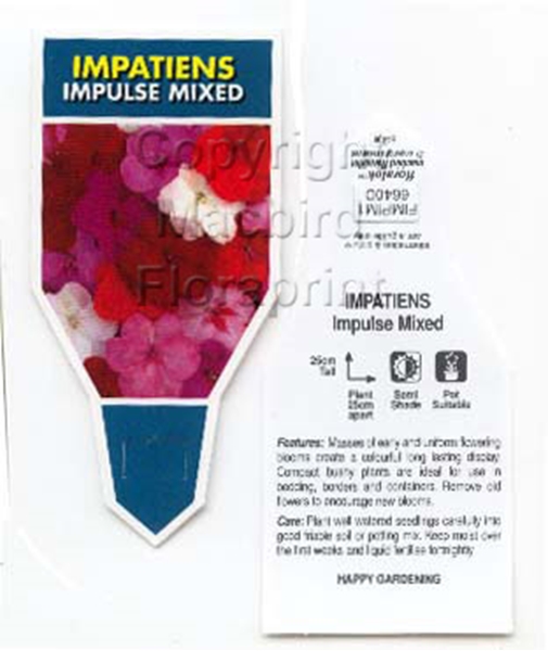 Picture of ANNUAL IMPATIENS IMPULSE MIX (Impatiens wallerana)                                                                                                    