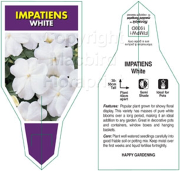 Picture of ANNUAL IMPATIENS WHITE (Impatiens wallerana)                                                                                                          