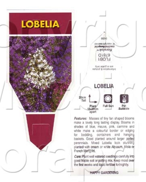 Picture of ANNUAL LOBELIA (Lobelia erinus)                                                                                                                       