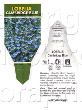 Picture of ANNUAL LOBELIA CAMBRIDGE BLUE (Lobelia erinus)                                                                                                        