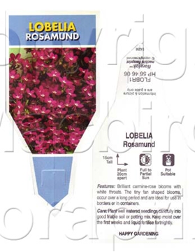 Picture of ANNUAL LOBELIA ROSAMUND (Lobelia erinus)                                                                                                              