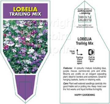 Picture of ANNUAL LOBELIA TRAILING MIX (Lobelia erinus)                                                                                                          