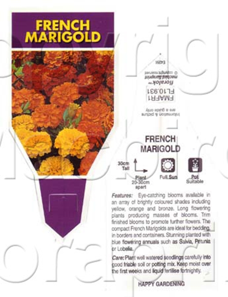Picture of ANNUAL MARIGOLD FRENCH MIX (Tagetes patula)                                                                                                           