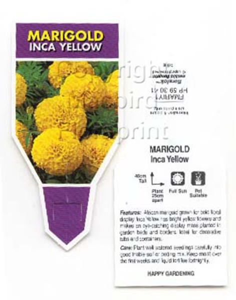 Picture of ANNUAL MARIGOLD INCA YELLOW (Tagetes erecta)                                                                                                          